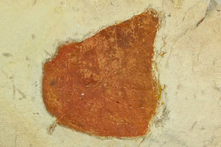 Unidentified Fossil Leaf - Montana #120854